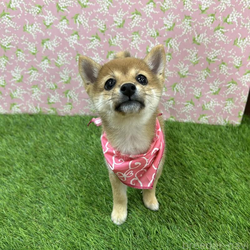 成約済の広島県の豆柴-418344の2枚目