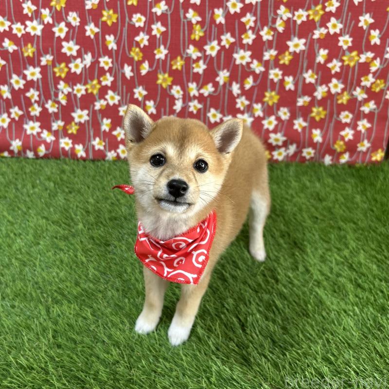 成約済の広島県の豆柴-418331の4枚目