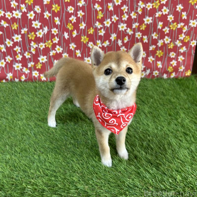 成約済の広島県の豆柴-418331の3枚目