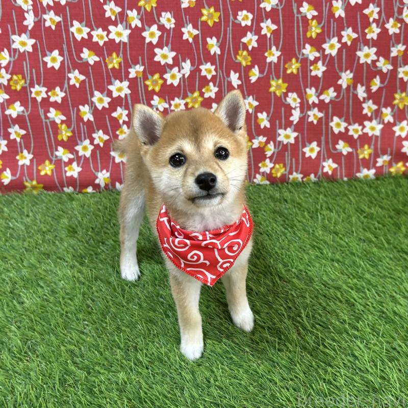 成約済の広島県の豆柴-418331の1枚目