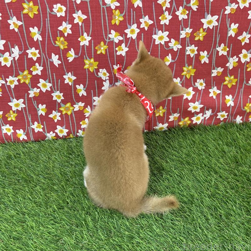 成約済の広島県の豆柴-418331の2枚目