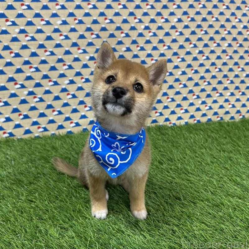 販売中の広島県の豆柴-418318