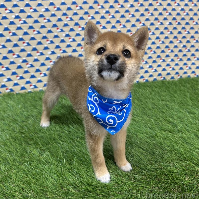 成約済の広島県の豆柴-418318の4枚目