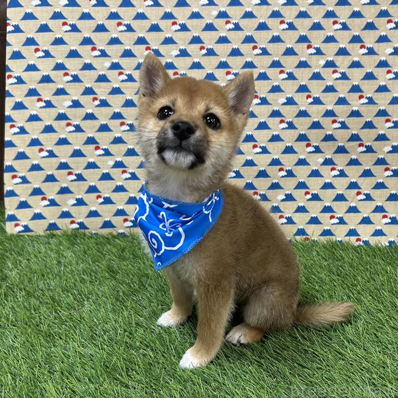 成約済の広島県の豆柴-418318の3枚目