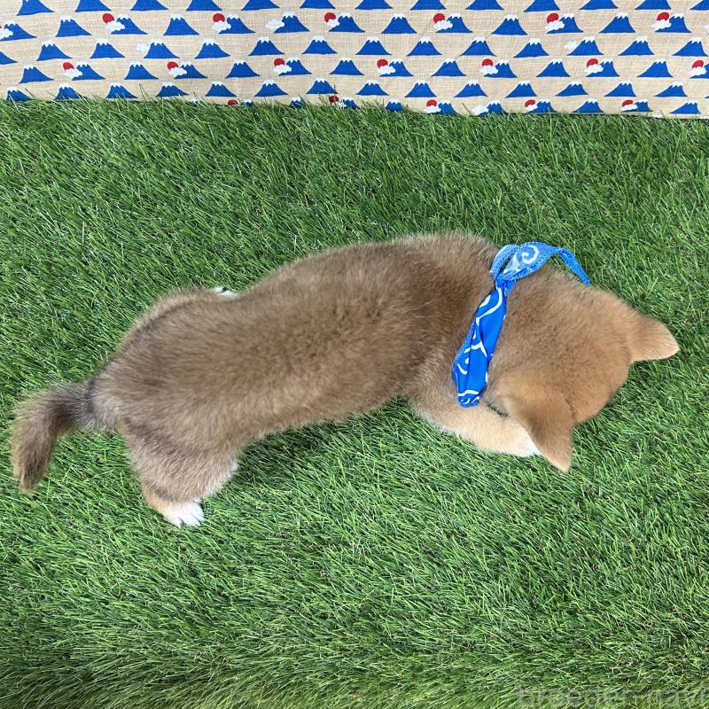 成約済の広島県の豆柴-418318の2枚目