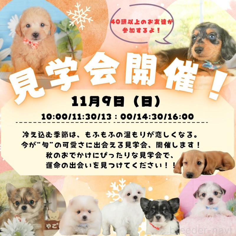 販売中の静岡県のトイプードル-415504の3枚目