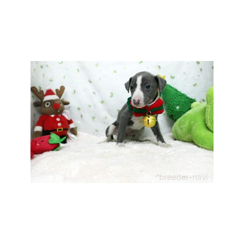 販売中の栃木県のイタリアングレーハウンド(イタグレ)-424388