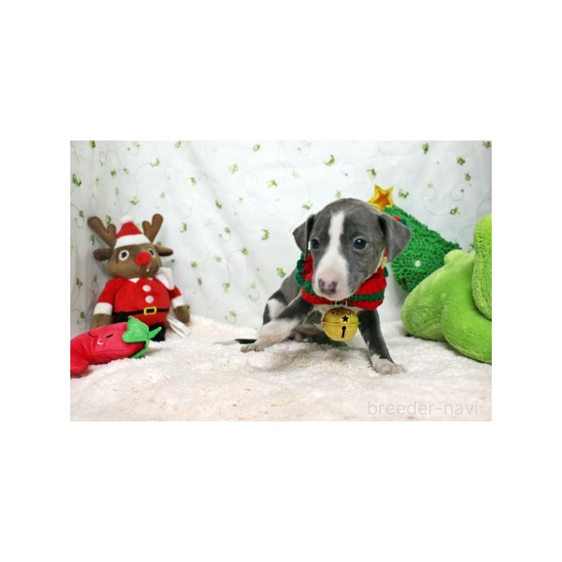 販売中の栃木県のイタリアングレーハウンド(イタグレ)-424388の3枚目