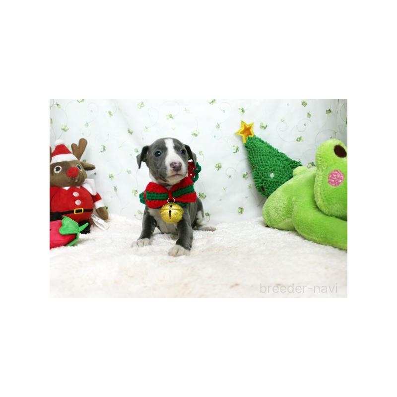 販売中の栃木県のイタリアングレーハウンド(イタグレ)-424388の2枚目