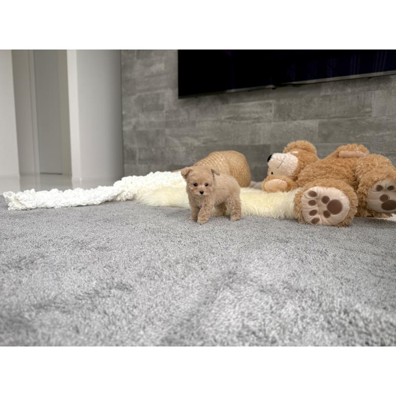 販売中の滋賀県のティーカッププードル-424389の6枚目