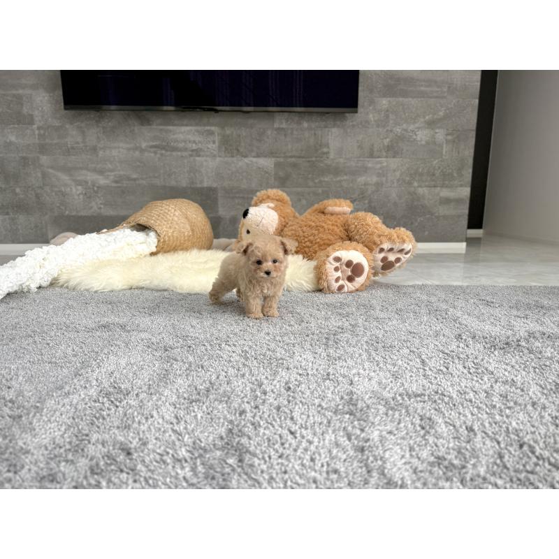 販売中の滋賀県のティーカッププードル-424389の5枚目