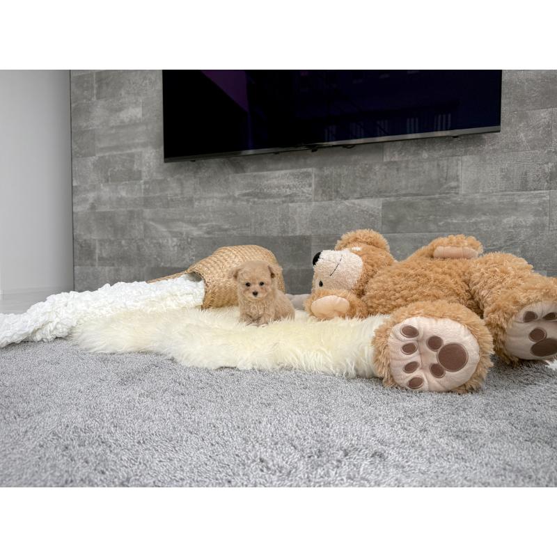 販売中の滋賀県のティーカッププードル-424389の4枚目