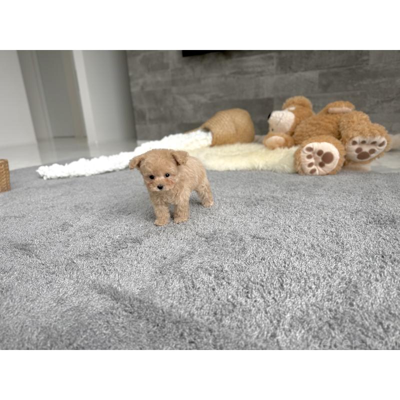 販売中の滋賀県のティーカッププードル-424389の3枚目