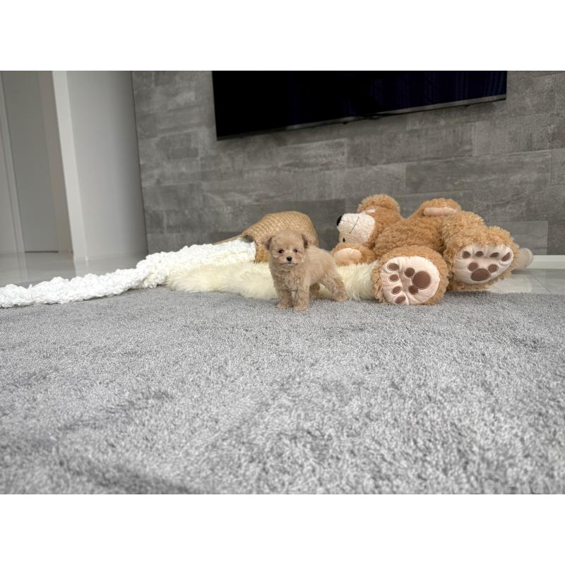 販売中の滋賀県のティーカッププードル-424389の2枚目