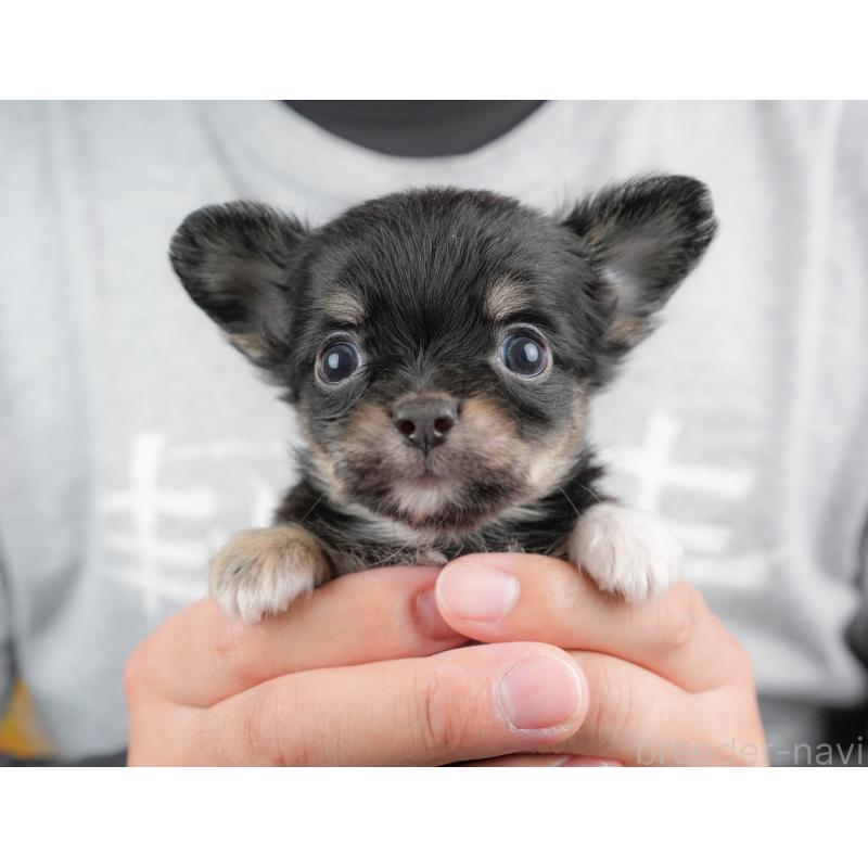 販売中の埼玉県のチワワ(ロングコート)-424390の11枚目