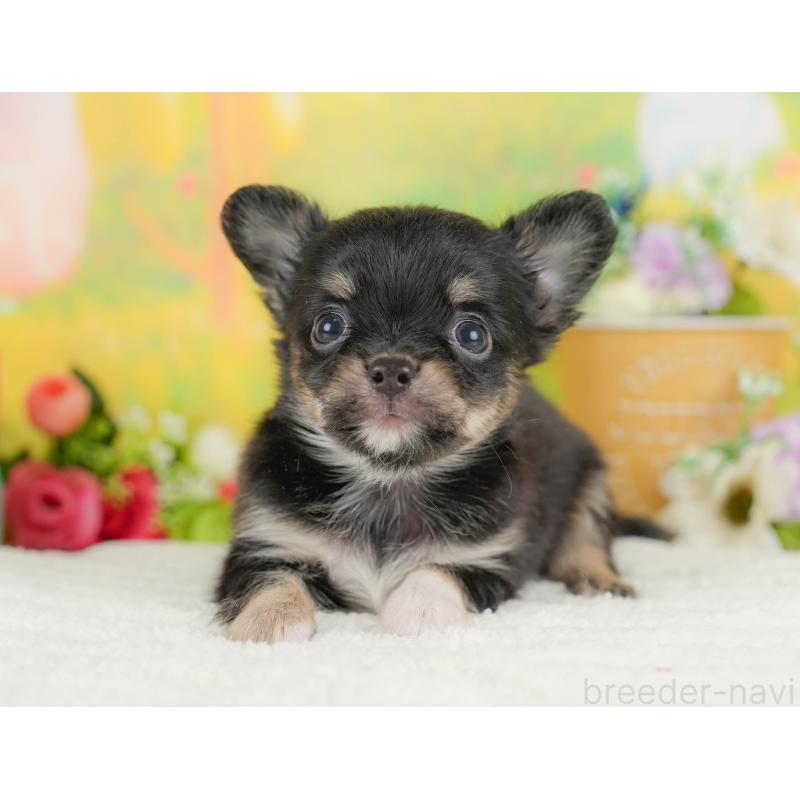 販売中の埼玉県のチワワ(ロングコート)-424390の8枚目