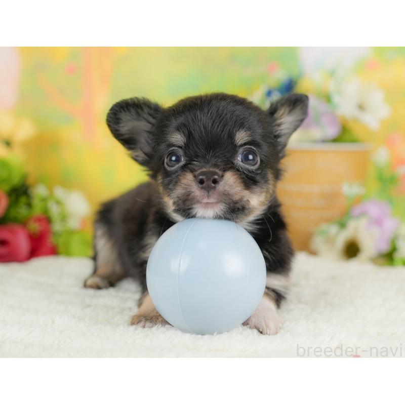 販売中の埼玉県のチワワ(ロングコート)-424390の5枚目