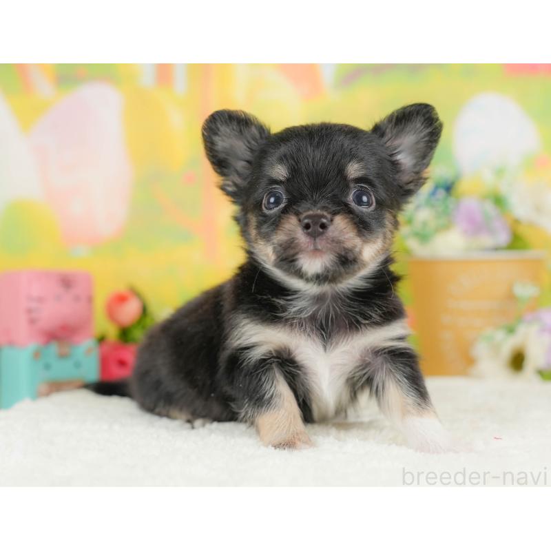 販売中の埼玉県のチワワ(ロングコート)-424390の3枚目