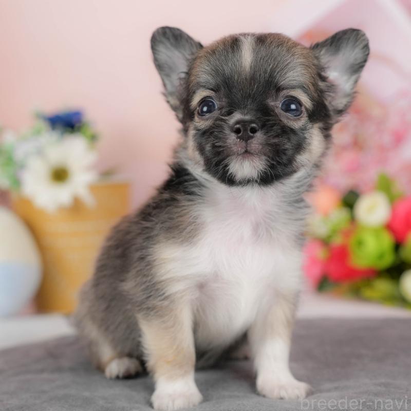 販売中の埼玉県のチワワ(ロングコート)-424391の1枚目