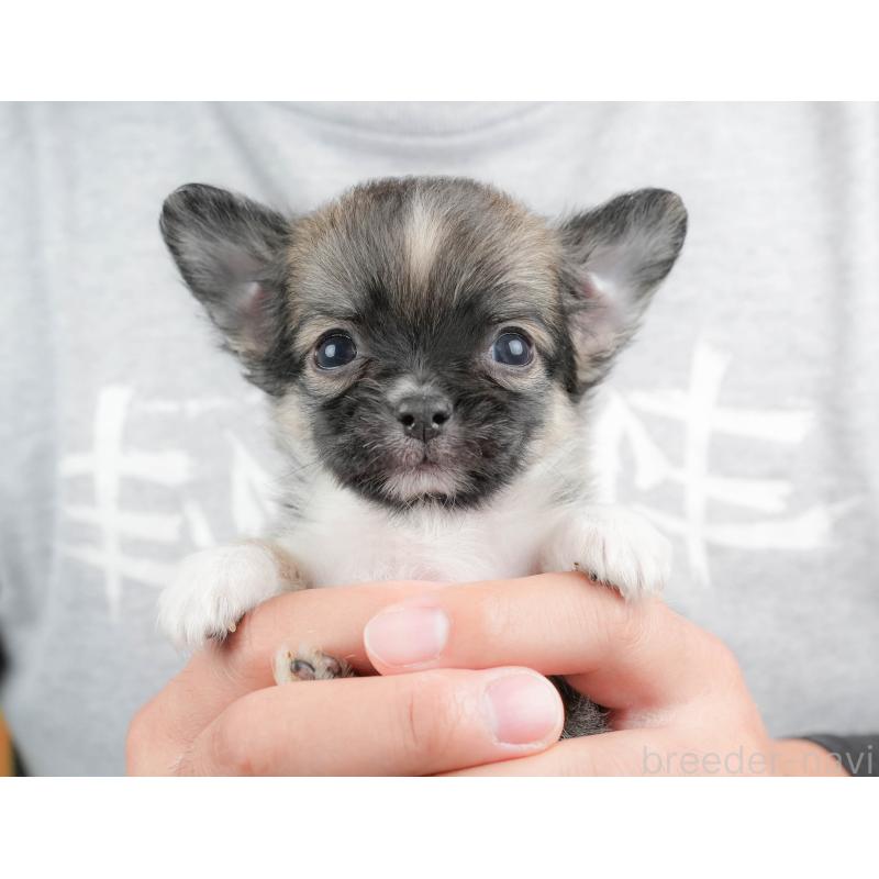 販売中の埼玉県のチワワ(ロングコート)-424391の11枚目