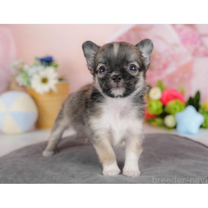 販売中の埼玉県のチワワ(ロングコート)-424391の10枚目