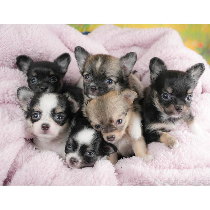 販売中の埼玉県のチワワ(ロングコート)-424391の9枚目