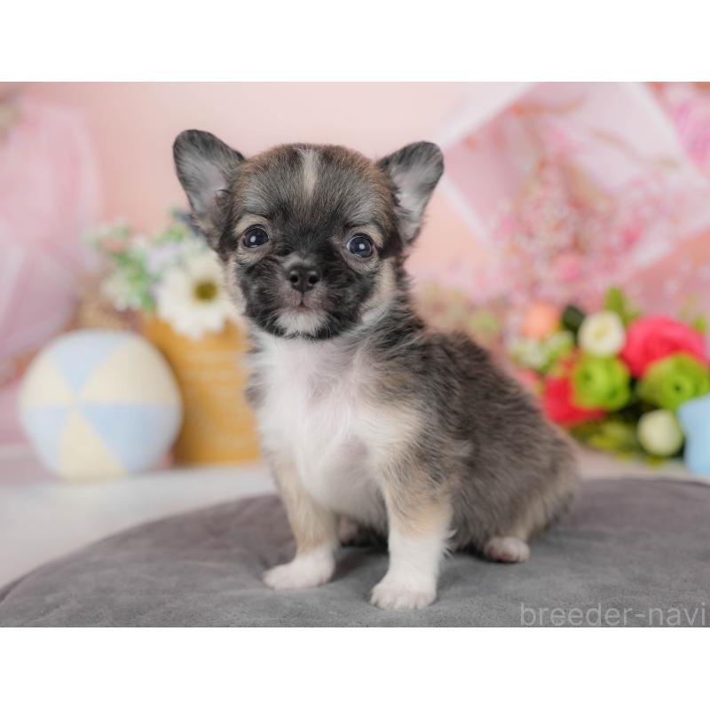 販売中の埼玉県のチワワ(ロングコート)-424391の8枚目