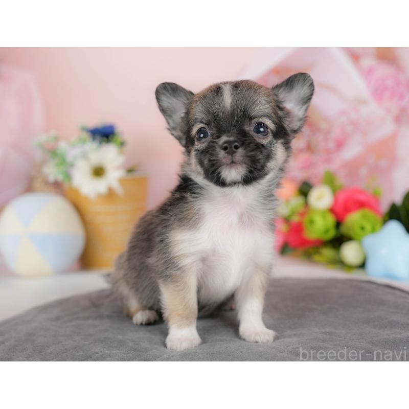 販売中の埼玉県のチワワ(ロングコート)-424391の7枚目