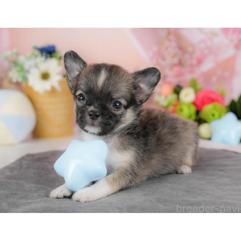 販売中の埼玉県のチワワ(ロングコート)-424391の6枚目