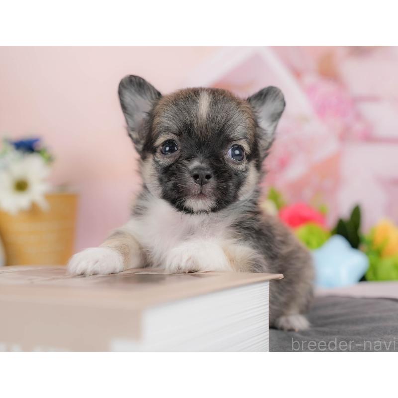 販売中の埼玉県のチワワ(ロングコート)-424391の5枚目