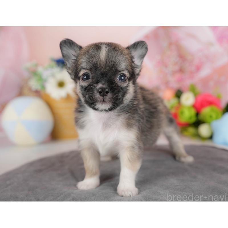 販売中の埼玉県のチワワ(ロングコート)-424391の4枚目