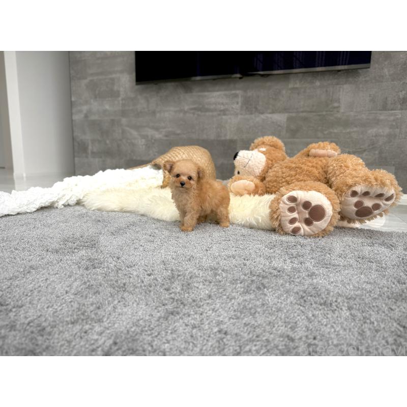 販売中の滋賀県のティーカッププードル-424393の6枚目