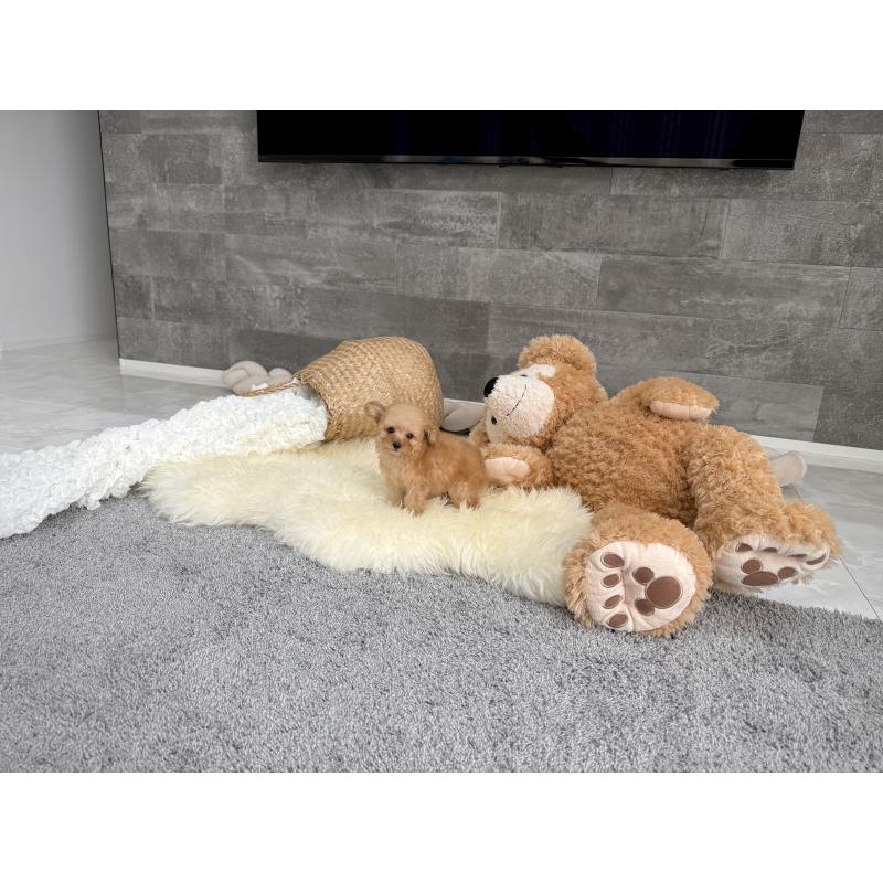 販売中の滋賀県のティーカッププードル-424393の5枚目