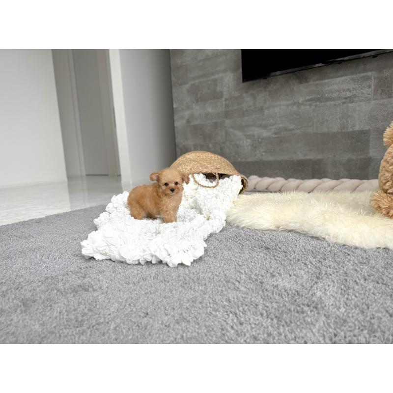 販売中の滋賀県のティーカッププードル-424393の4枚目