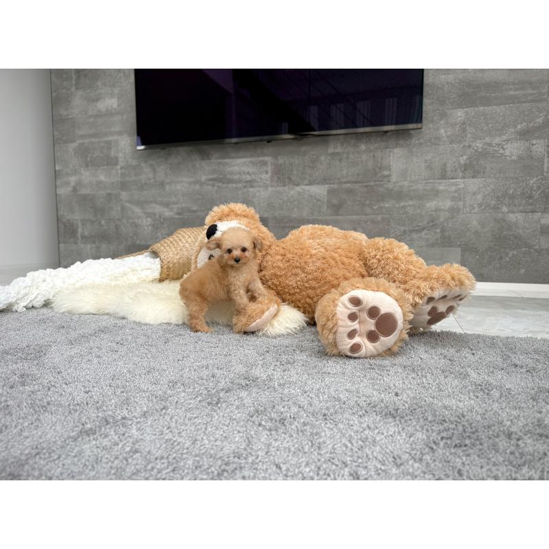 販売中の滋賀県のティーカッププードル-424393の3枚目