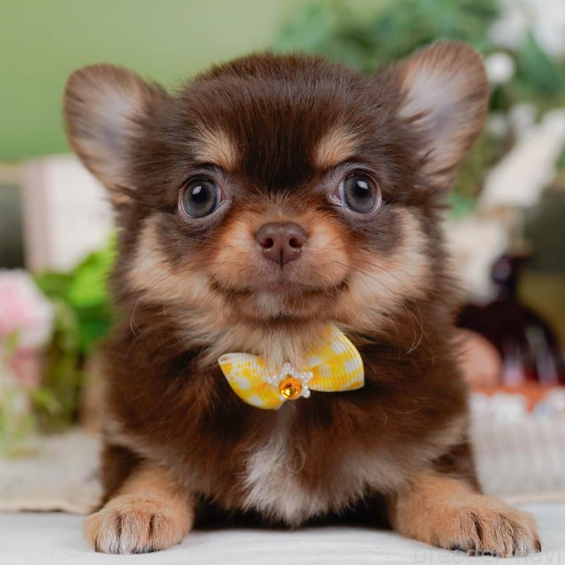 販売中の神奈川県のチワワ(ロングコート)-424394の1枚目