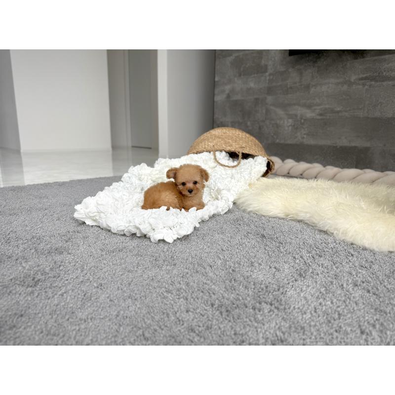 販売中の滋賀県のティーカッププードル-424393の2枚目