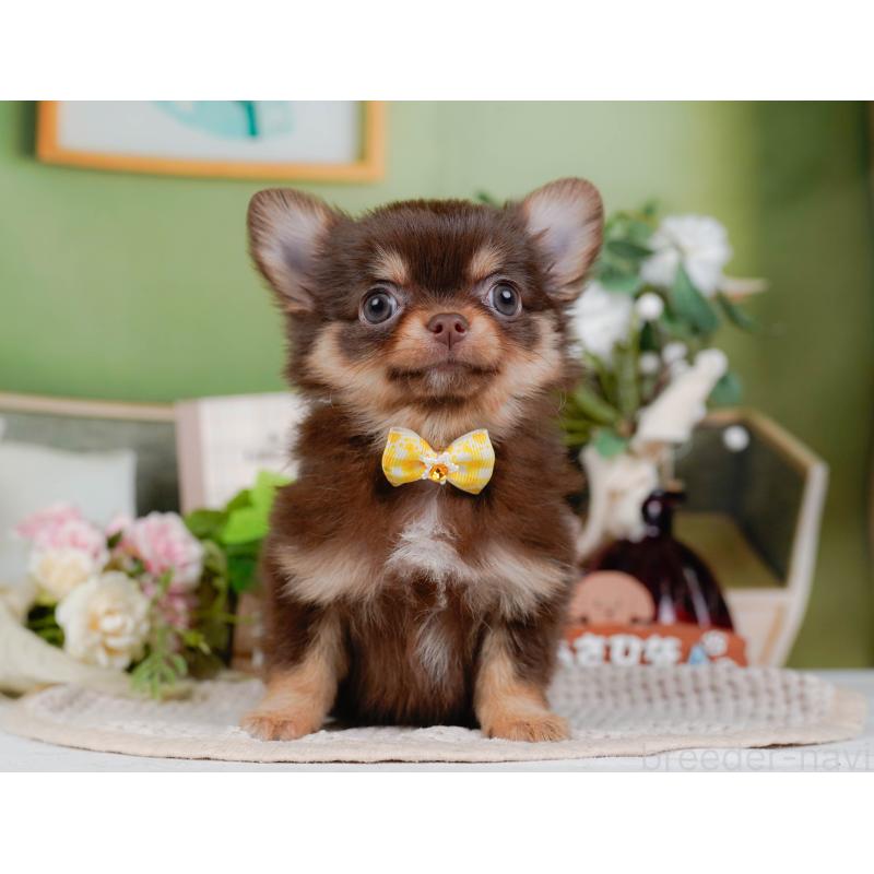 販売中の神奈川県のチワワ(ロングコート)-424394の12枚目