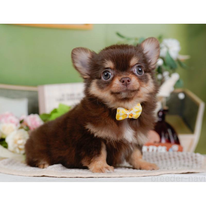 販売中の神奈川県のチワワ(ロングコート)-424394の11枚目