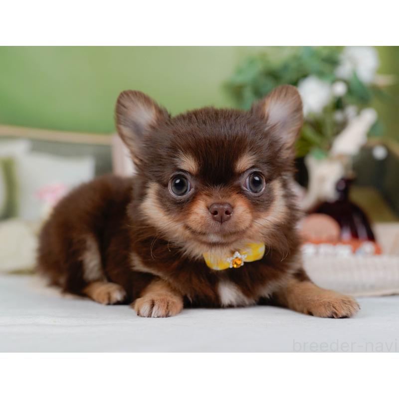 販売中の神奈川県のチワワ(ロングコート)-424394の10枚目