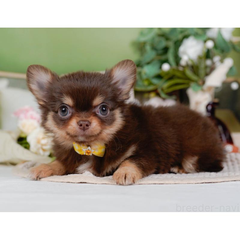 販売中の神奈川県のチワワ(ロングコート)-424394の9枚目