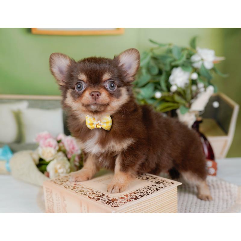 販売中の神奈川県のチワワ(ロングコート)-424394の8枚目