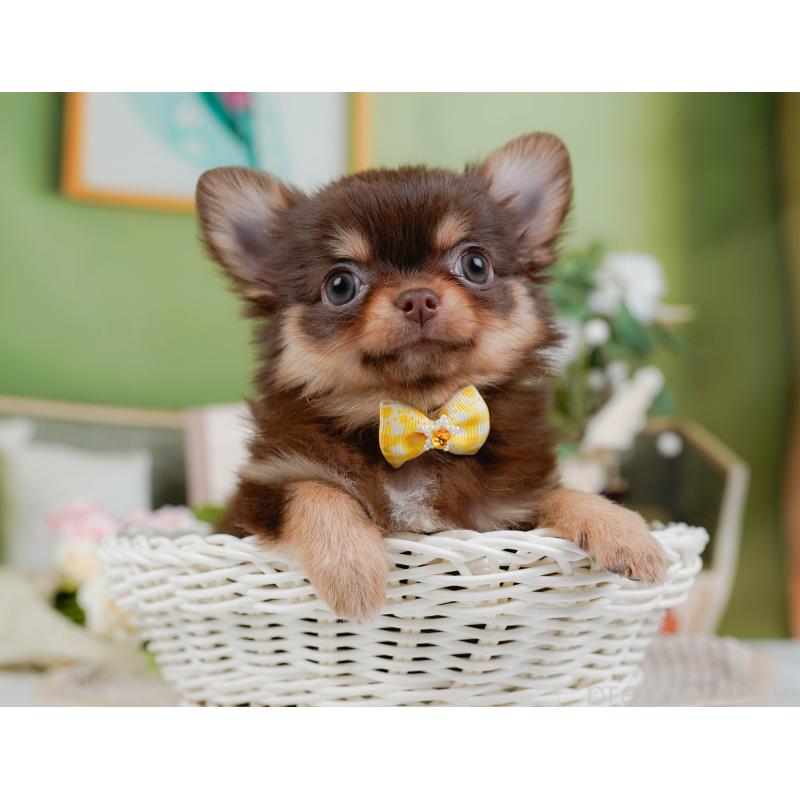 販売中の神奈川県のチワワ(ロングコート)-424394の7枚目