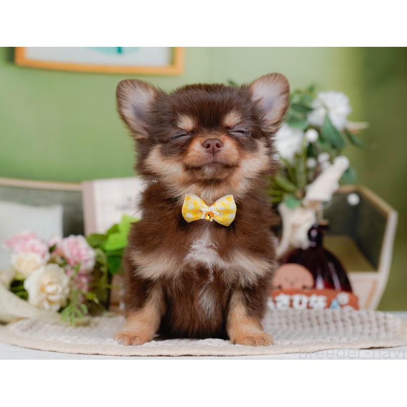 販売中の神奈川県のチワワ(ロングコート)-424394の6枚目