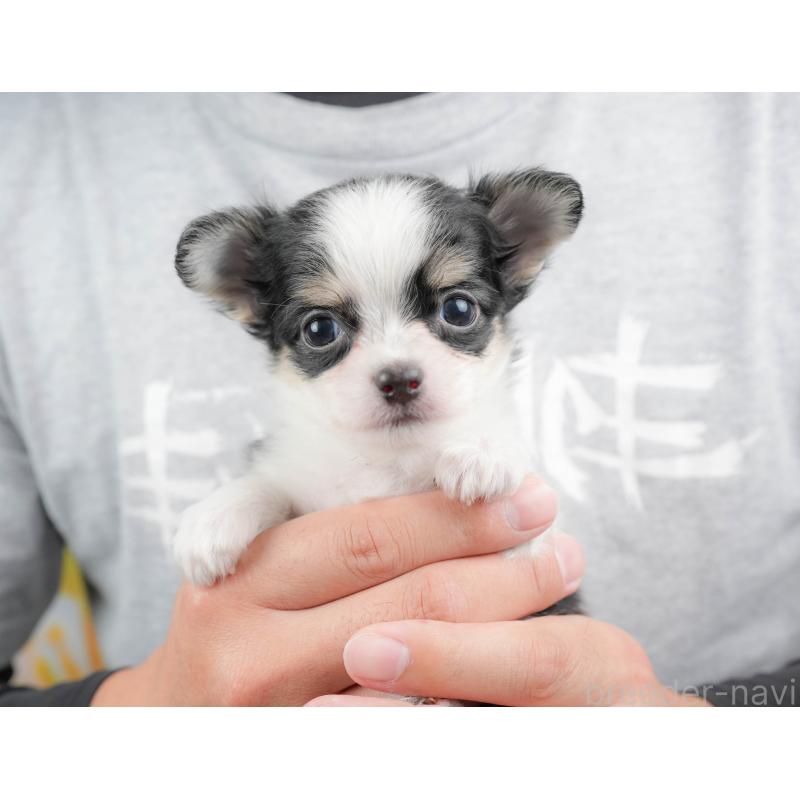 販売中の埼玉県のチワワ(ロングコート)-424398の11枚目