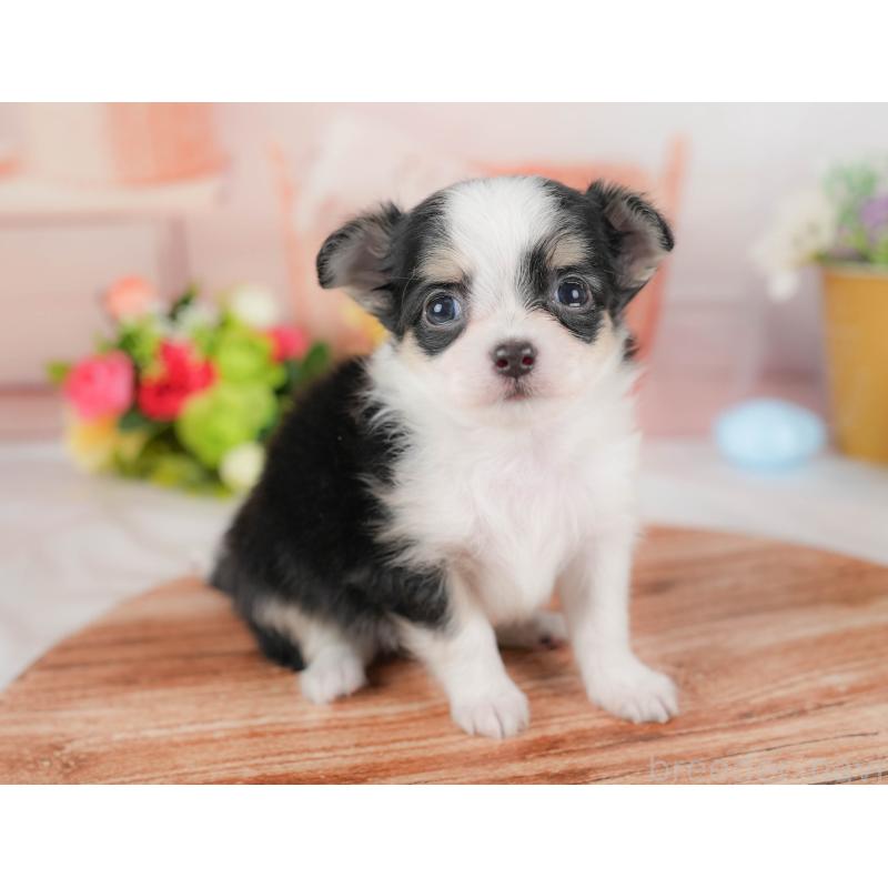 販売中の埼玉県のチワワ(ロングコート)-424398の10枚目