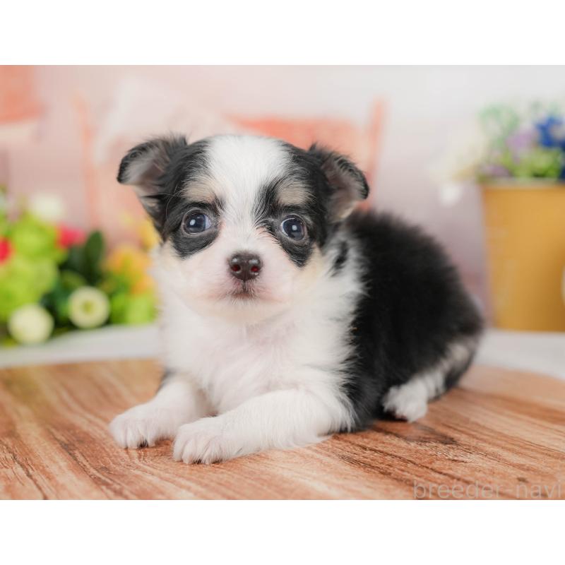 販売中の埼玉県のチワワ(ロングコート)-424398の8枚目