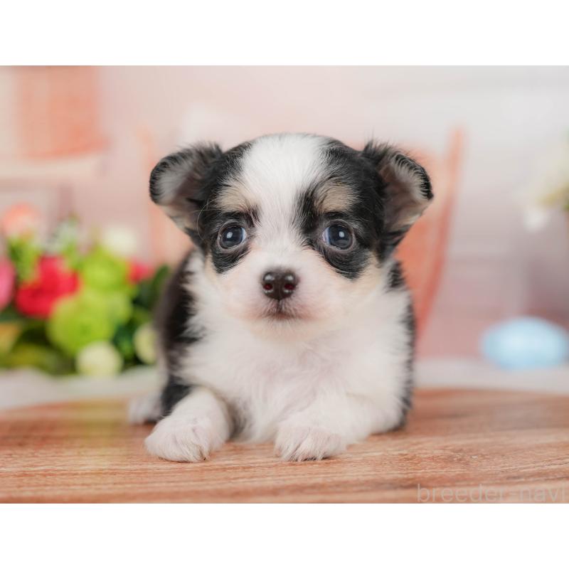 販売中の埼玉県のチワワ(ロングコート)-424398の7枚目