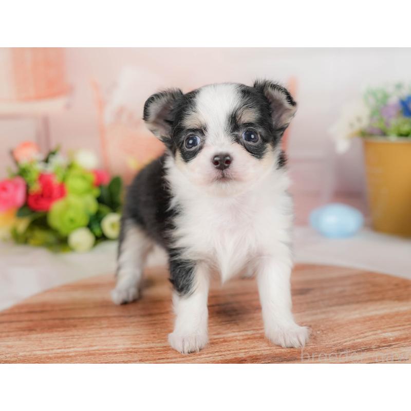 販売中の埼玉県のチワワ(ロングコート)-424398の6枚目