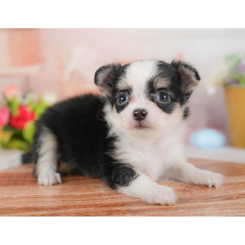 販売中の埼玉県のチワワ(ロングコート)-424398の5枚目